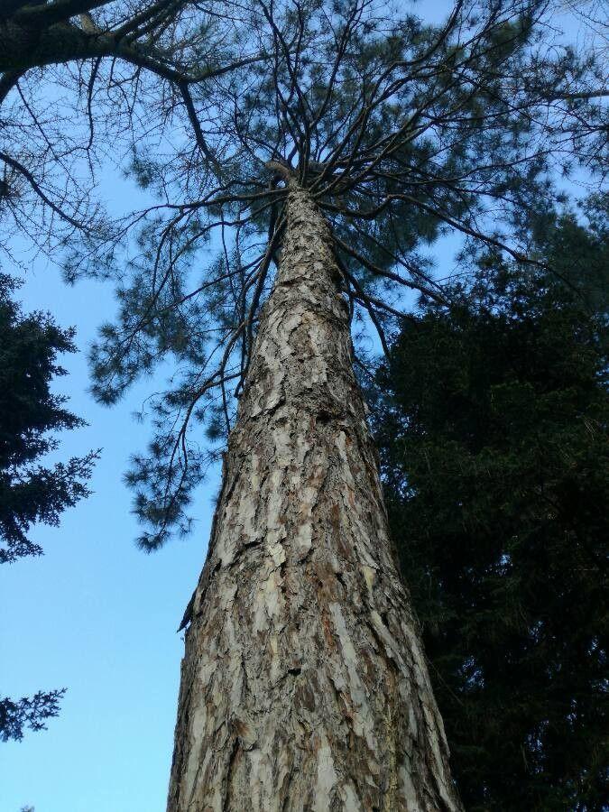 Zwarte den in volle groei op een zonnige helling, met donkergroene naalden en ruwe bast.