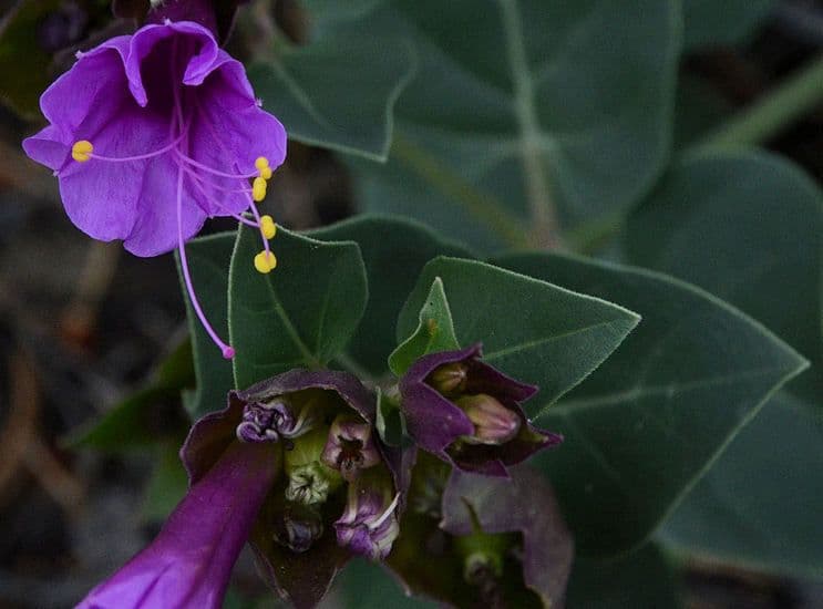 Leuchtend magentafarbene Bluten von Mirabilis multiflora, die sich am spaten Nachmittag offnen