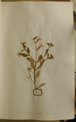 Silene muscipula mit violetten Bluten in mediterraner Bergumgebung