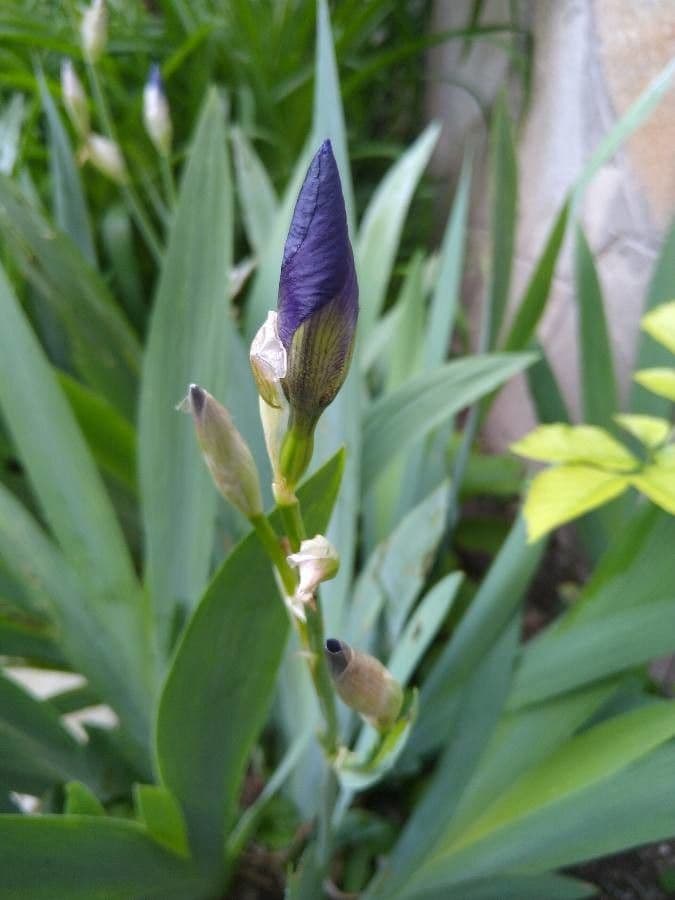 Paarse bloemen van Iris perrieri in alphine habitat