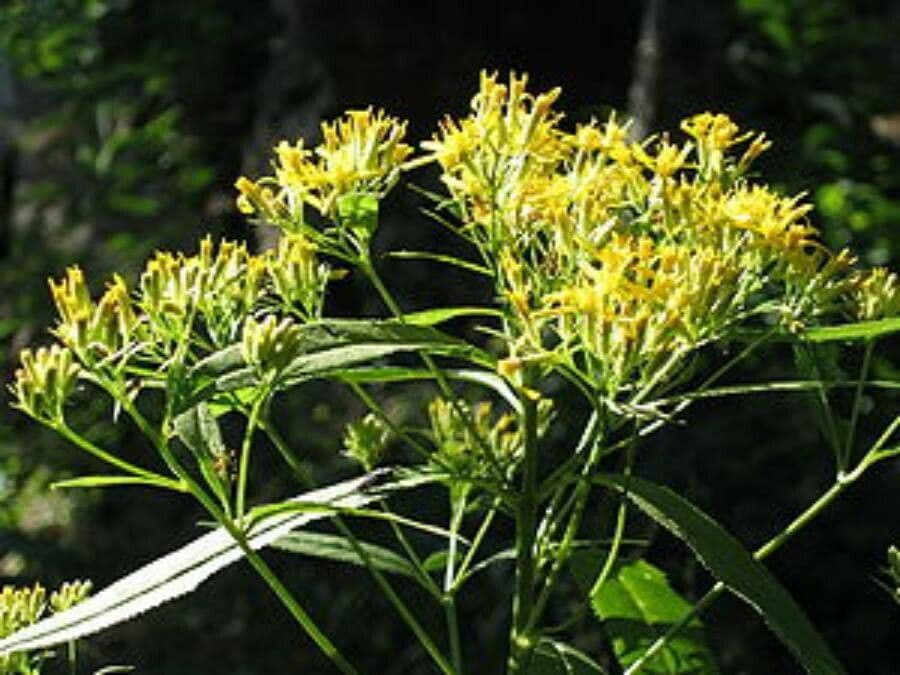 Senecio hercynicus Pflanze mit gelben Blüten und grünem Laub