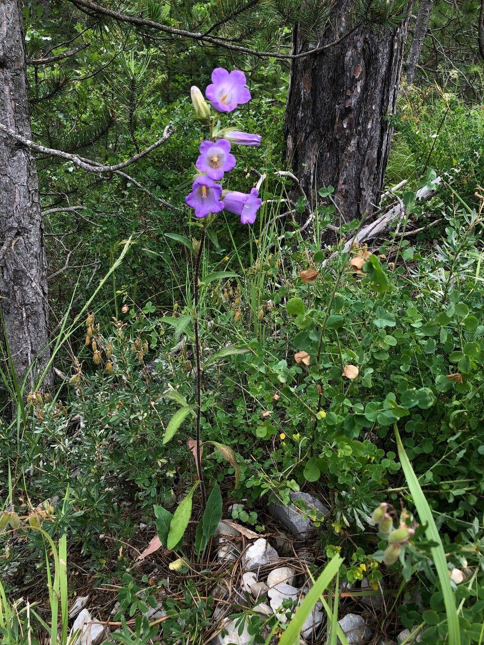 Marien-Glockenblume in voller Blüte, mit auffälligen zweischaligen Glockenblüten in Blauviolett, wachsend in einer lichten Rabatte.