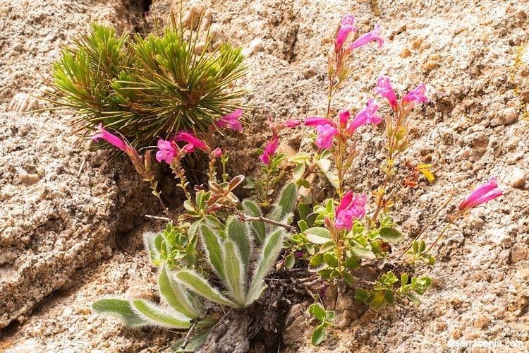Penstemon newberryi mit leuchtend karminroten Roehrenbluten in dichten Polstern auf Granitfelsen