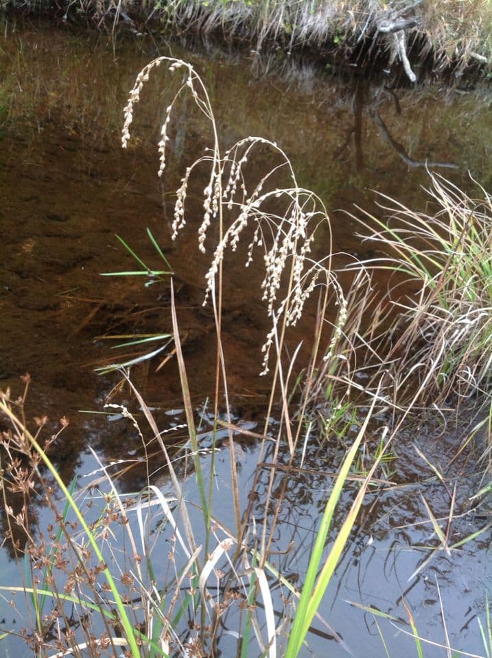 Glyceria canadensis elegantes grunes Gras
