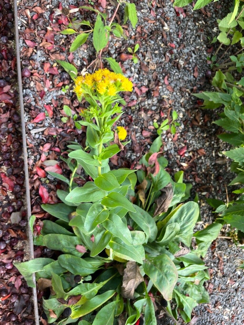 Solidago rigida mit breiten goldgelben Blütenköpfen im Herbststaudenbeet