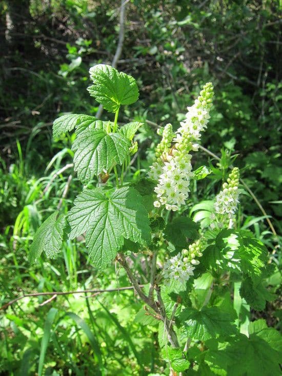 Northern black currant shrub in nature with dark berries