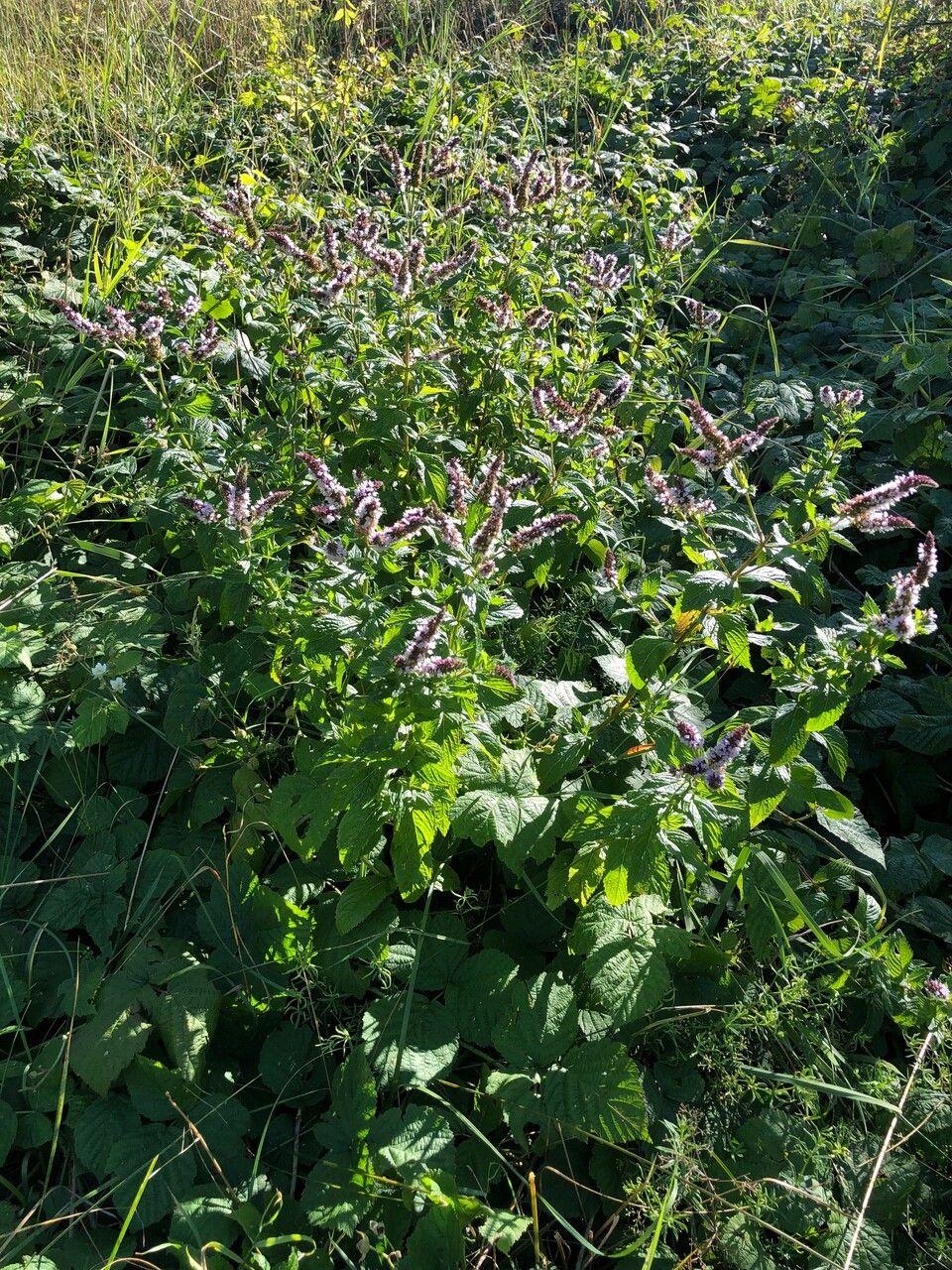 Fresh spearmint plant with bright green, lance-shaped leaves and purple flowering spikes in a garden bed.