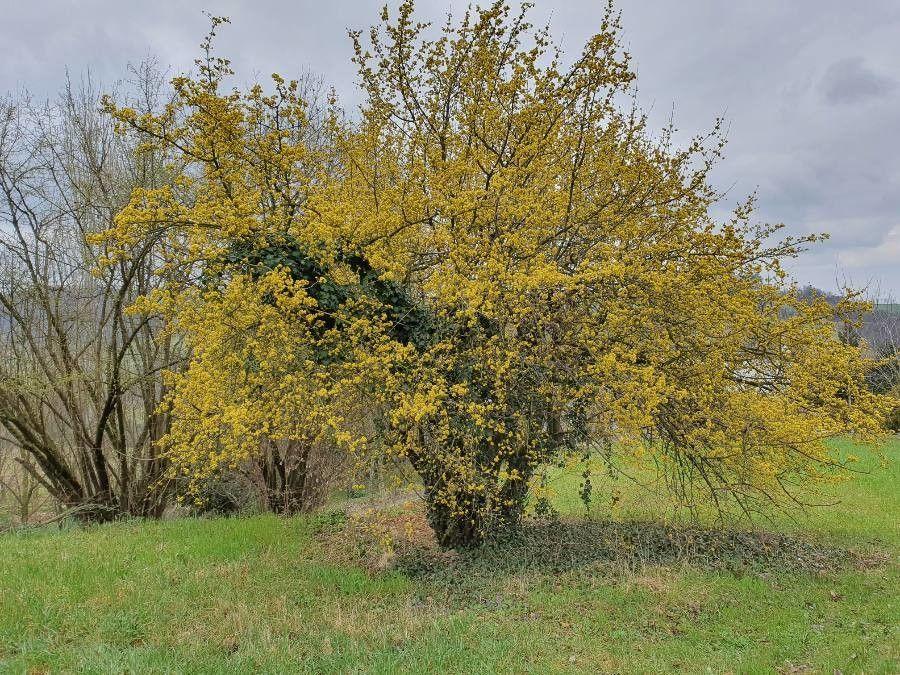 Cornelian-cherry in full bloom with bright yellow flowers against a clear spring sky