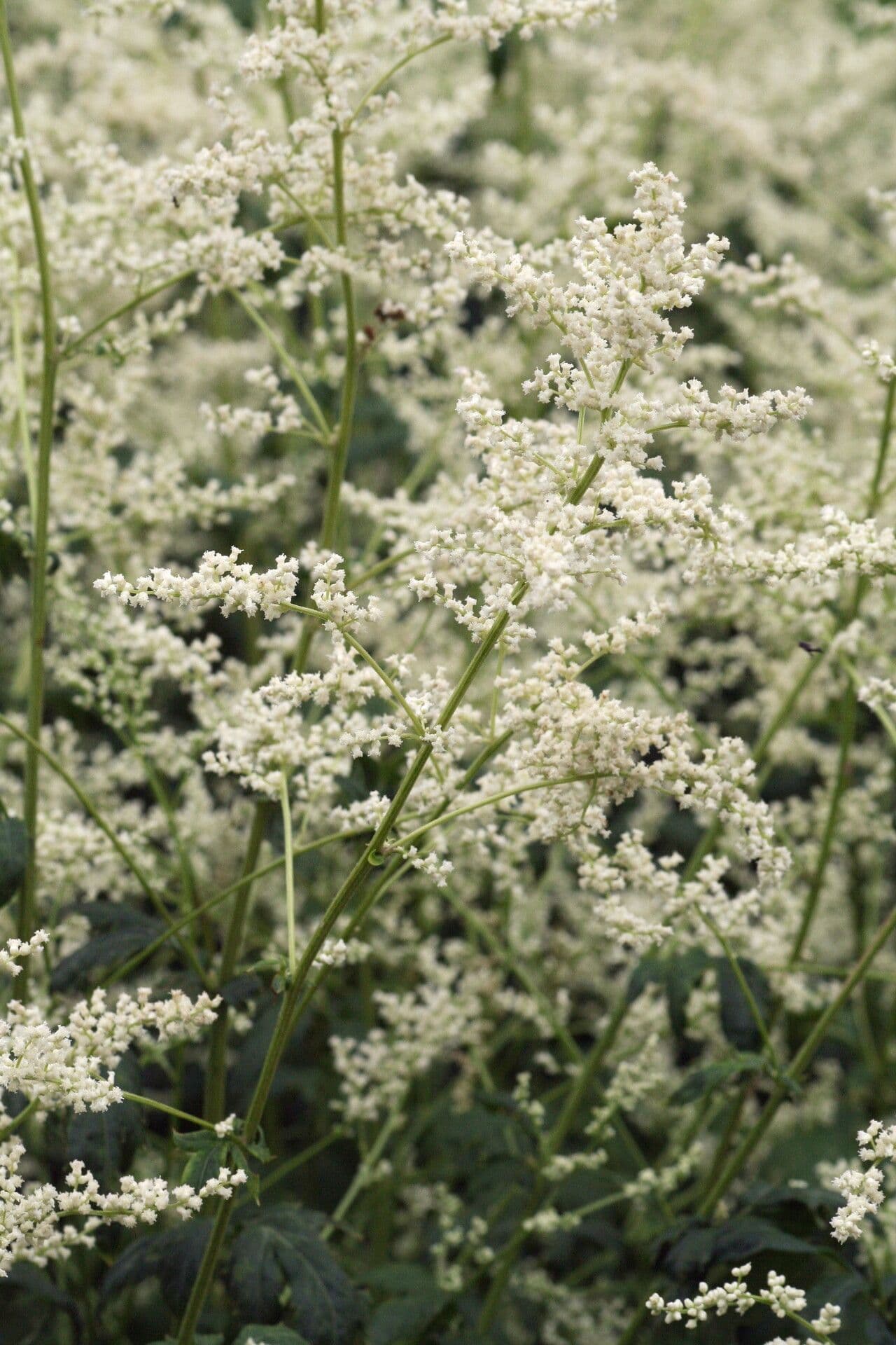 Artemisia lactiflora weiße Blüten