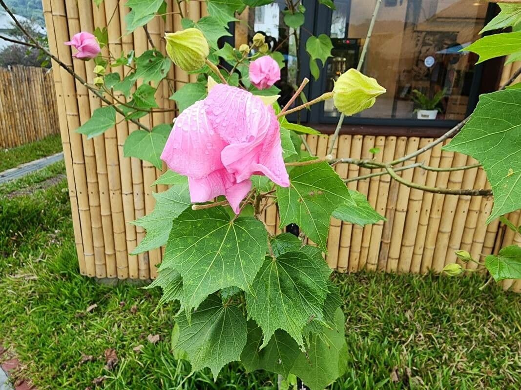 Hibiscus mutabilis Blüte wechselt während des Tages von Weiß zu Rosa