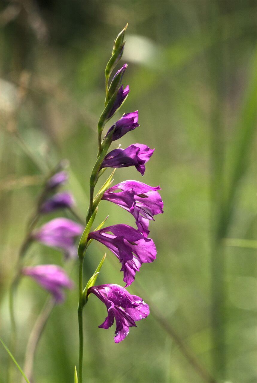 Glaïeul imbriqué aux fleurs pourpres en pleine croissance dans une prairie ensoleillée