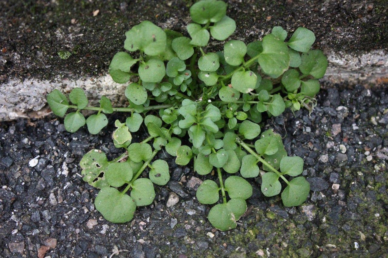 Common bittercress with delicate white flowers growing between paving stones in a damp garden corner