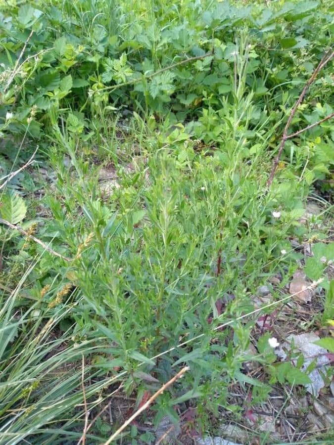 Bläuliches Weidenröschen mit zarten rosa-roten Blüten und graugrüner Belaubung im halbaquatischen Lebensraum