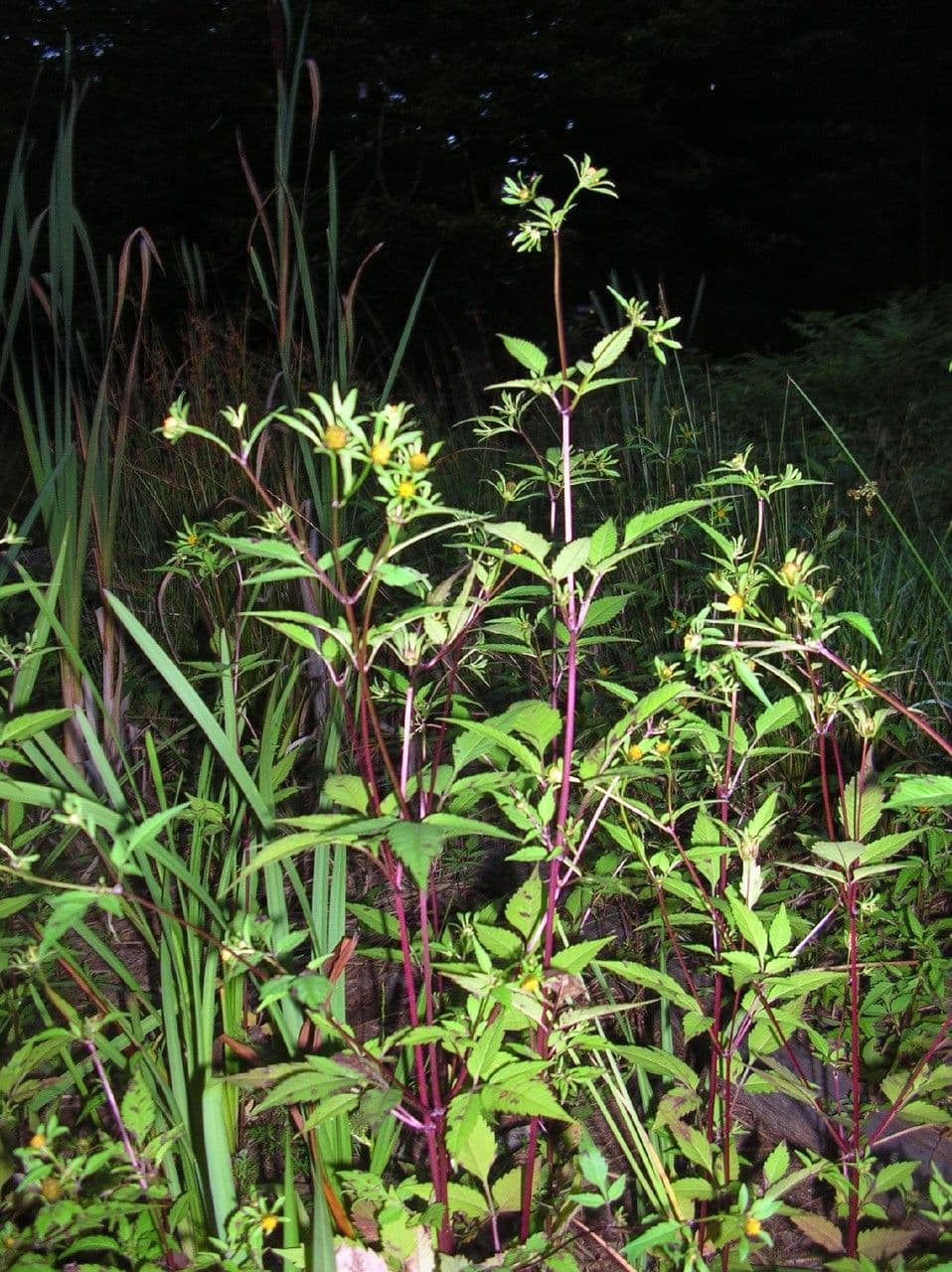 Behaarte Zweizahn (Bidens tripartita) mit charakteristischen dreiteiligen Blättern und gelben Blüten