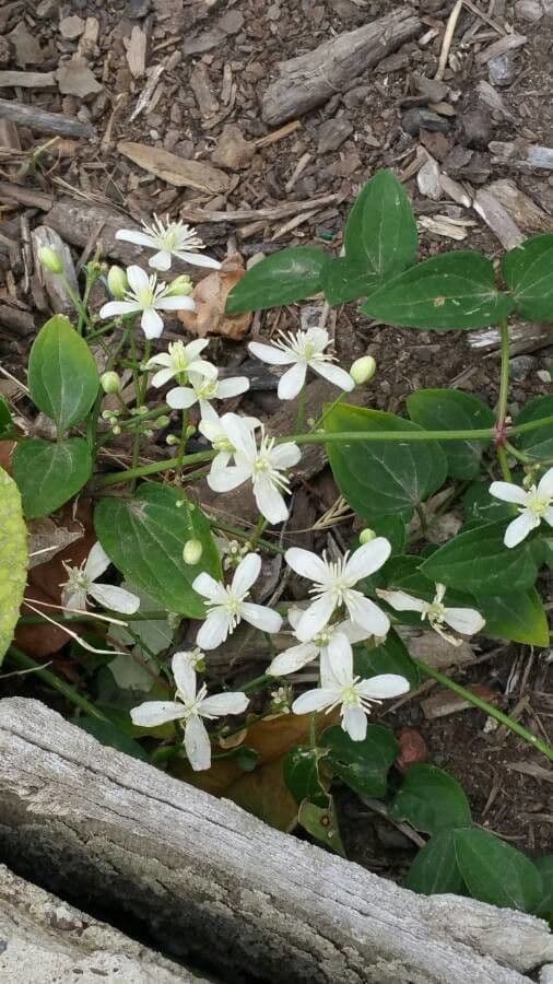Clematis terniflora herfstclematis met massa witte bloemen op latwerk