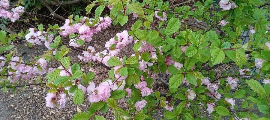 Prunus triloba flowering almond with double pink blossoms