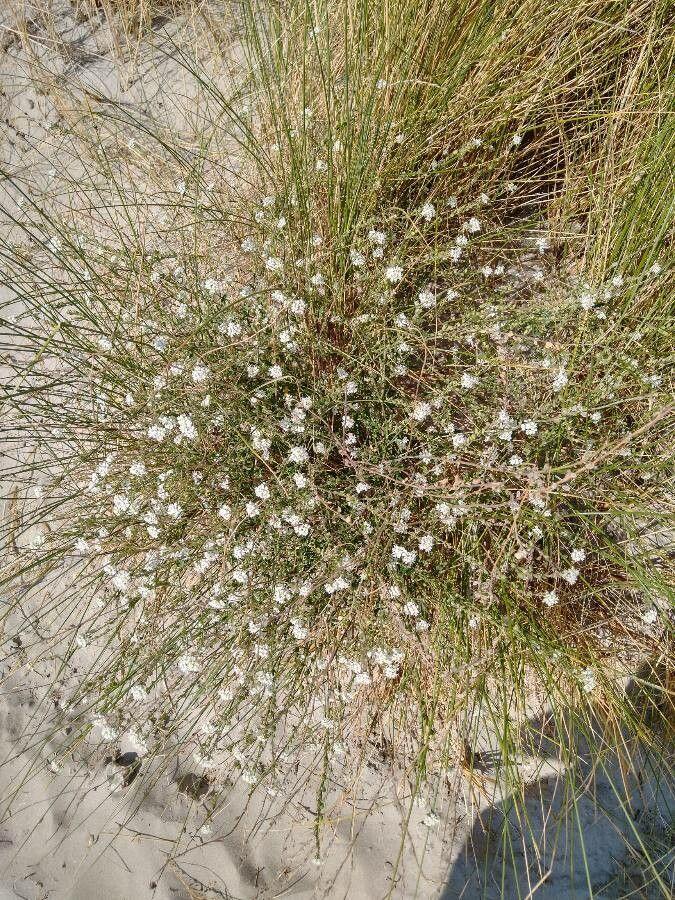 Hoary alison in full bloom in a sunny, dry garden bed