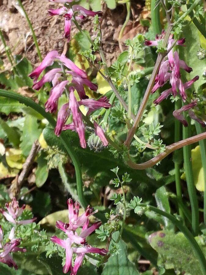 Mauer-Erdrauch in voller Blüte an einer Steinmauer, mit zarten rosa-weißen Blüten und feinem graugrünen Laub