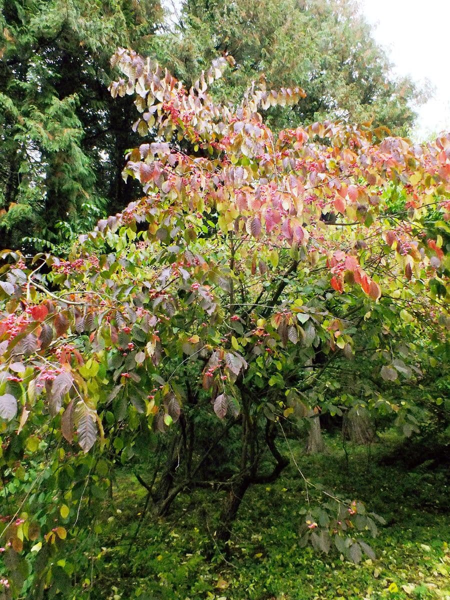 Euonymus hamiltonianus zeigt glanzende Blatter und charakteristische rosa Samenkapseln