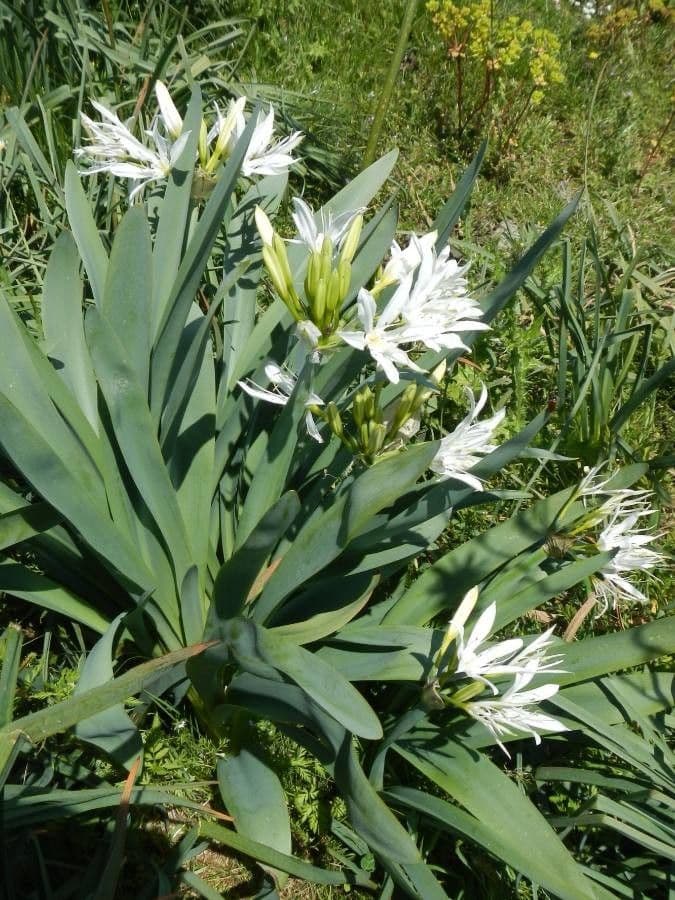 Illyrian sea lily (Pancratium illyricum) in full bloom with white fragrant flowers