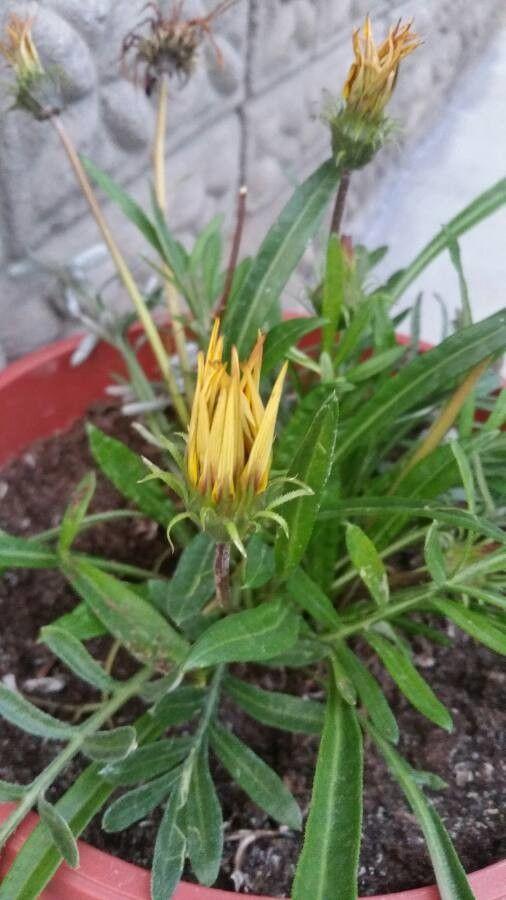 Middaggoud in volle bloei op een zonnige plek in de tuin, met felgele en oranje bloemen