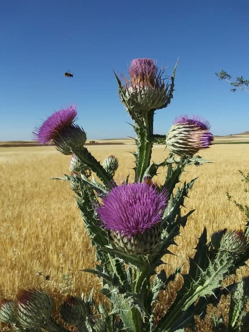 Krimische Distel bloem met karakteristieke nervatuur