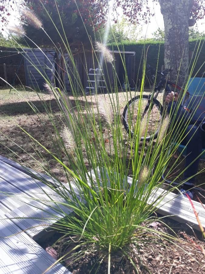 Pennisetum alopecuroides mit charakteristischen fedrigen Ähren