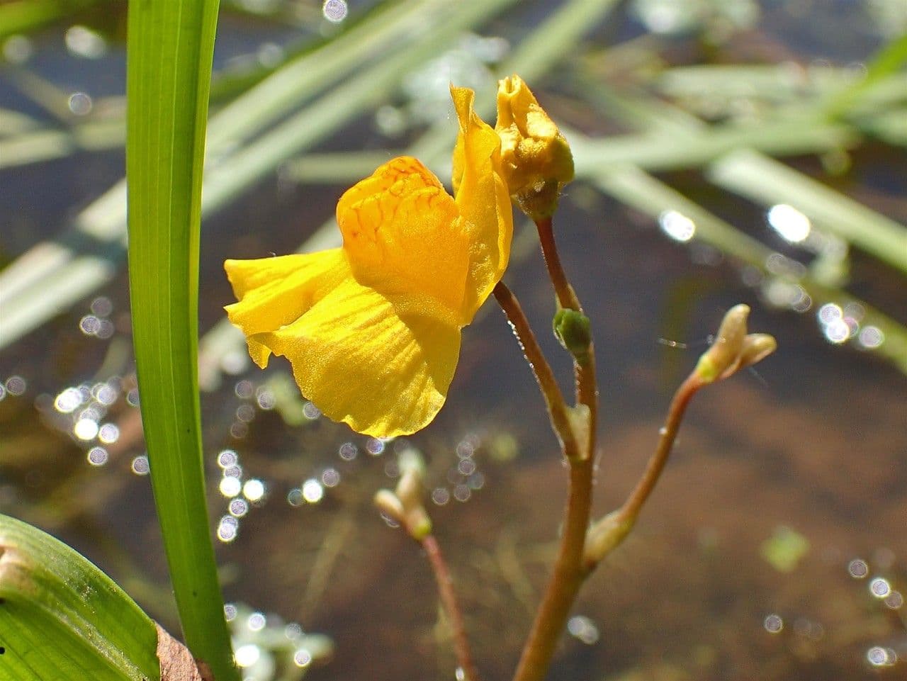 Yellow flowers of Bladderwort plant