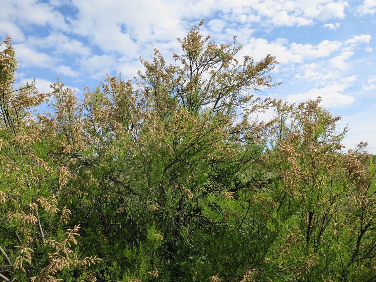 Tamaris d'Afrique avec feuillage fin et fleurs roses