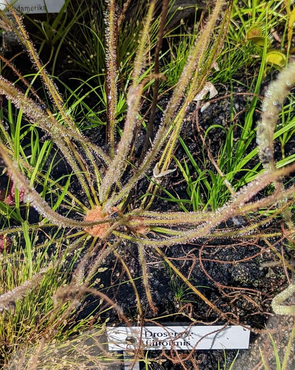 Drosera filiformis rossolis filiforme avec ses filaments collants