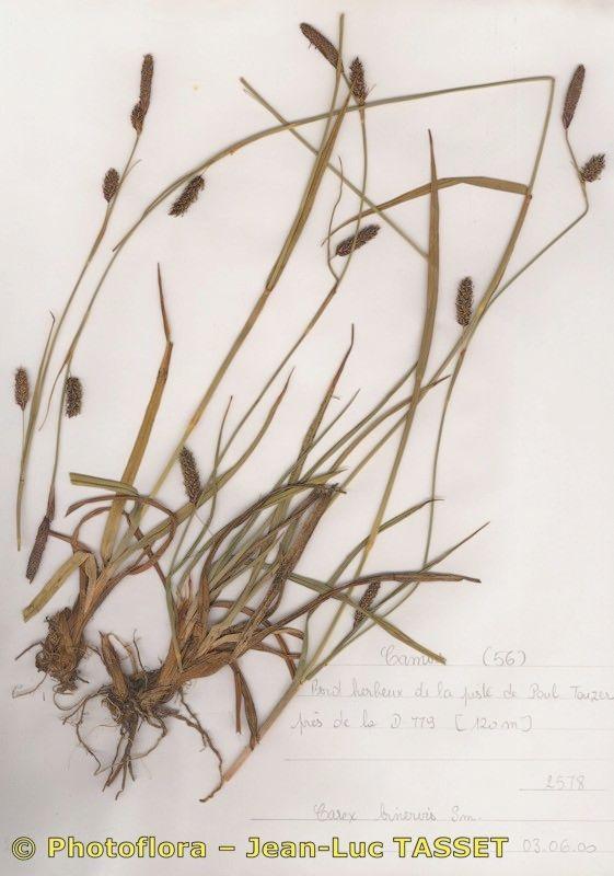 Zweinervige Segge an einem feuchten, halbschattigen Platz zwischen Heidepflanzen