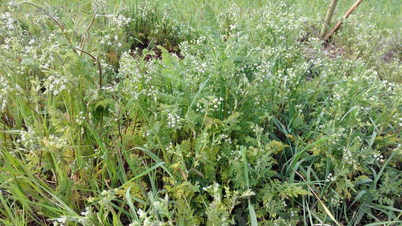 Bur chervil in full bloom in a lightly shaded garden spot, with delicate leaves and white umbel flowers