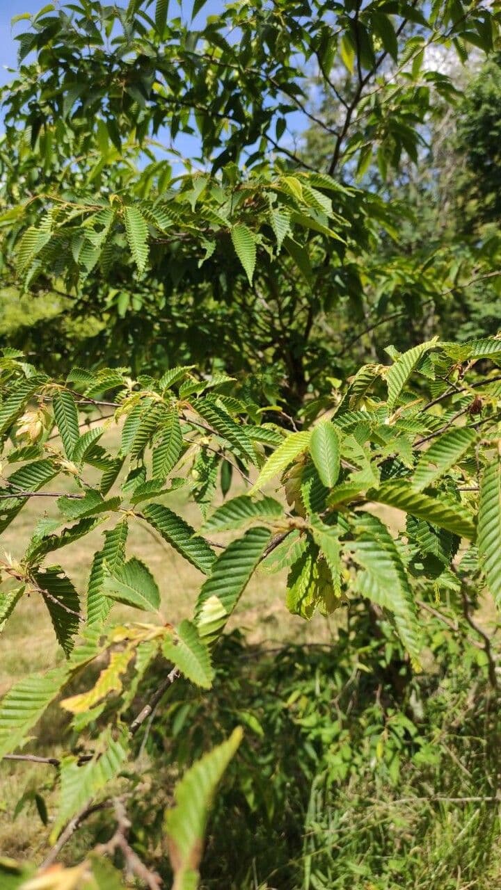 Japanische Hainbuche mit charakteristischem Laub und Fruchtstrukturen im Saisonallicht