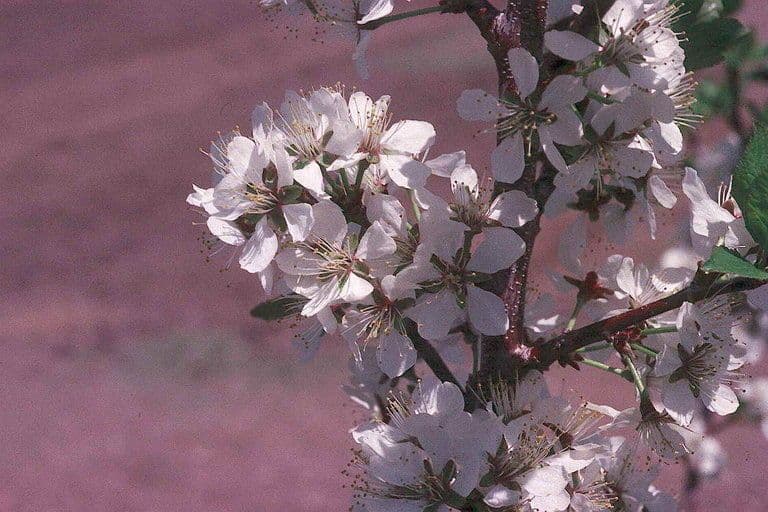 White spring blossom of the Klamath plum (Prunus subcordata) on a shrub