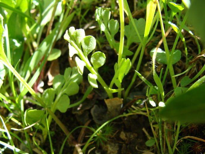 Little grapefern growing in dappled shade under deciduous forest canopy