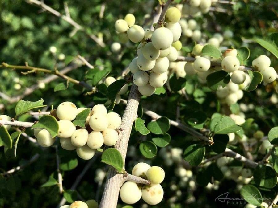 Flueggea epineux avec baies rouges mures