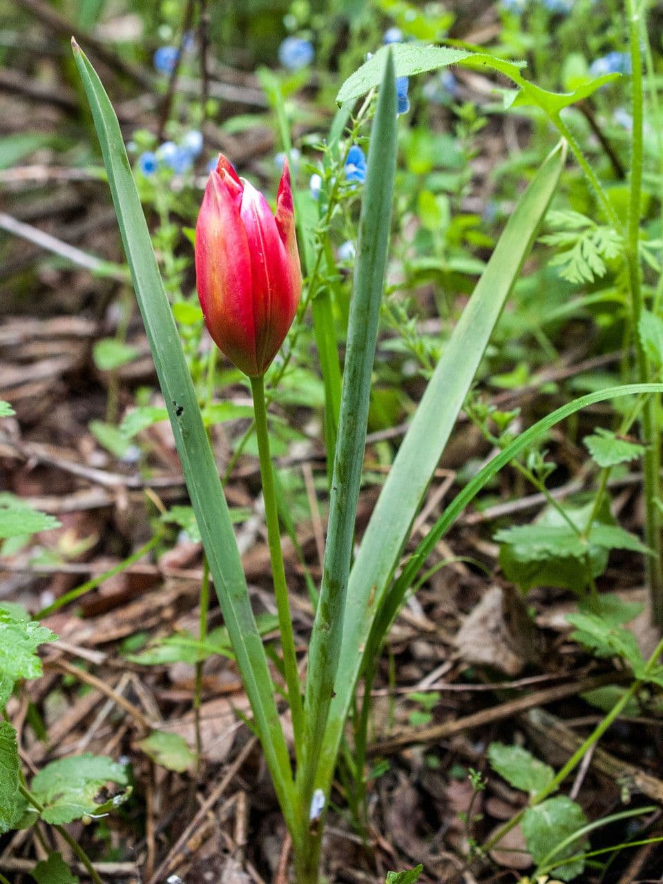 Orphanides-tulp met oranje-rode bloemen in zonlicht