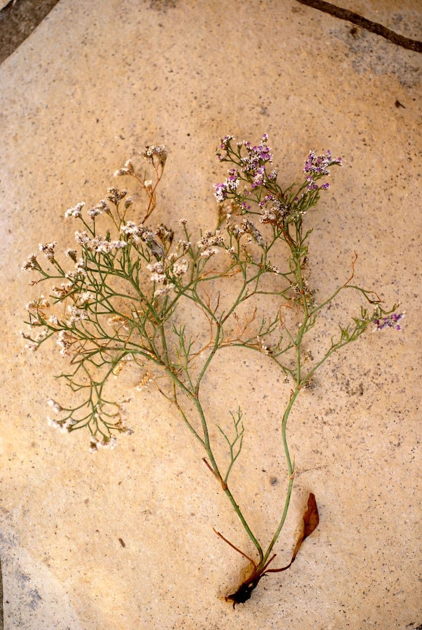 Gänseblümchenblättriger Strandflieder mit winzigen rosa Blüten in dichten Trauben