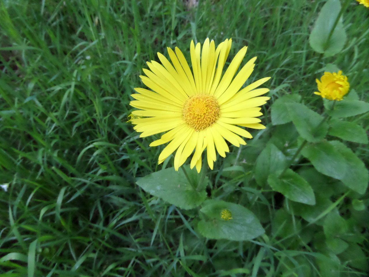 Great leopard's-bane in full bloom under dappled shade in a woodland garden