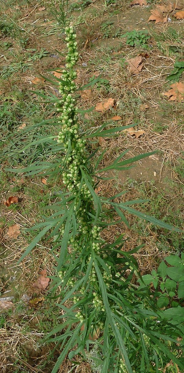 Biennial wormwood with finely cut silver-green foliage