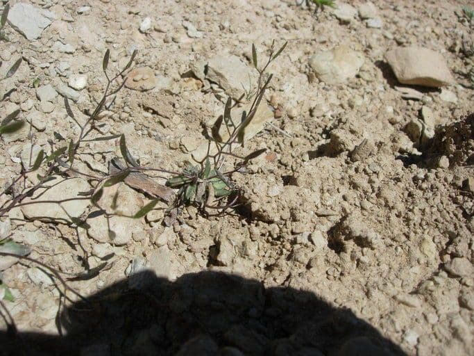 Draba crassifolia groeiend op rotsachtig alpien terrein