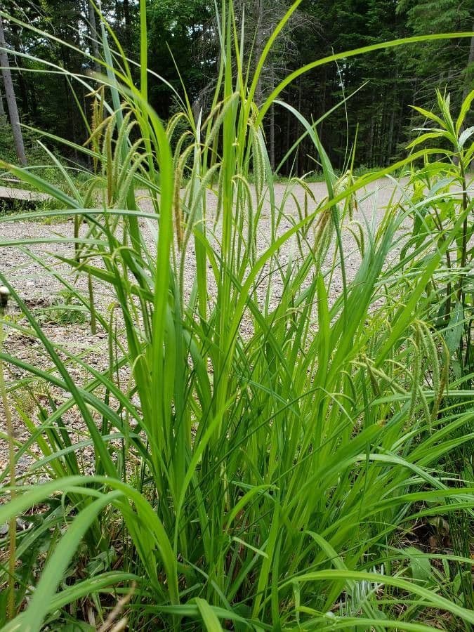 Carex crinita with fine elegant leaves and distinctive fringed seed clusters on upright inflorescence