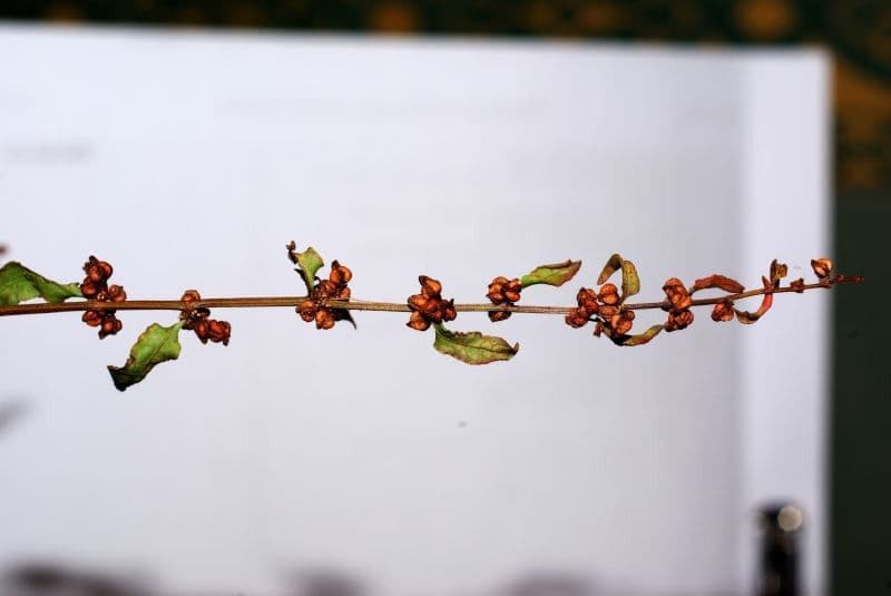 Green dock plant with green flowers and lanceolate leaves