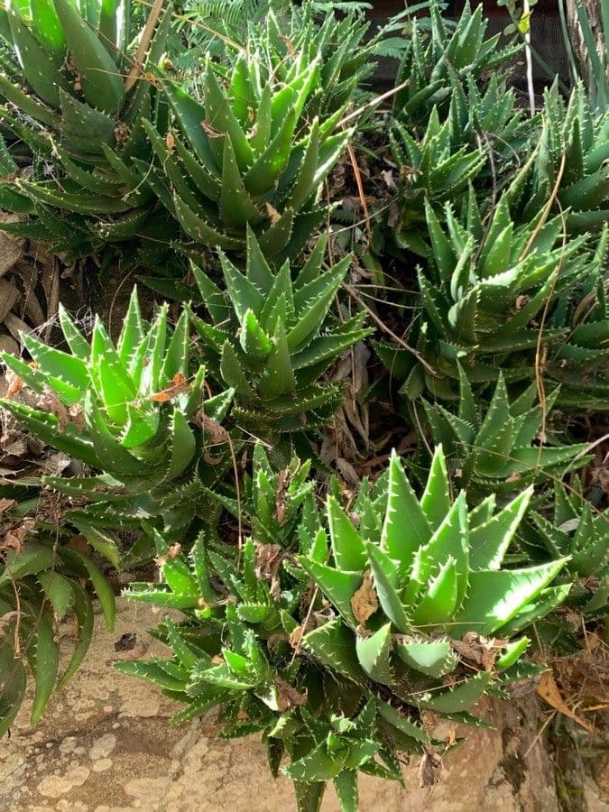 Aloès mitre avec fleurs tubulaires rouges en pleine floraison