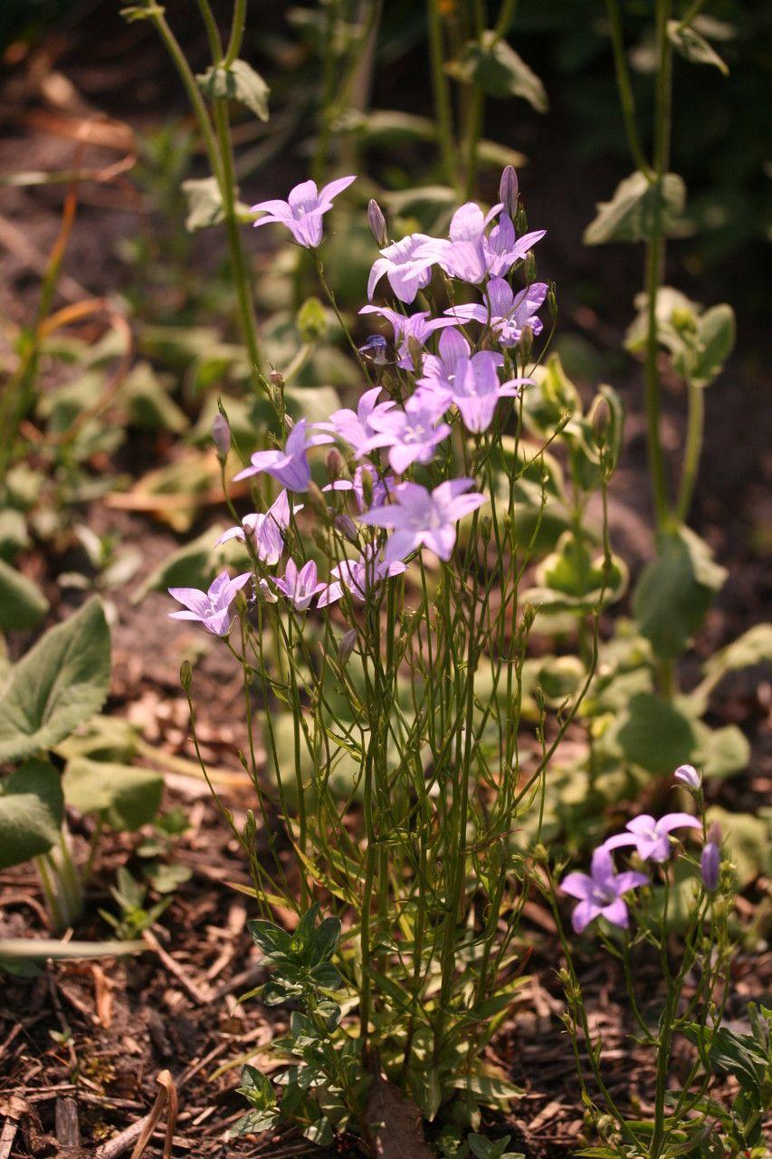 Campanule étalée en pleine floraison dans un massif ensoleillé