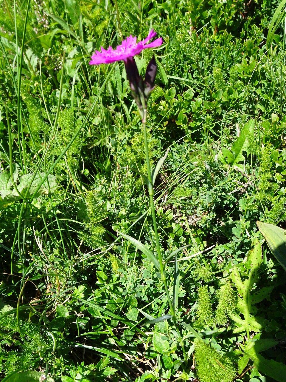 Fleurs roses découpées de Dianthus seguieri en pleine floraison, sur un talus ensoleillé avec feuillage gris-vert