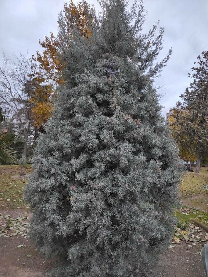 Arizonazypresse Baum mit charakteristischem silberblaueuem Laub