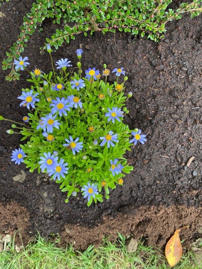 Felicia amelloides aux fleurs bleu ciel
