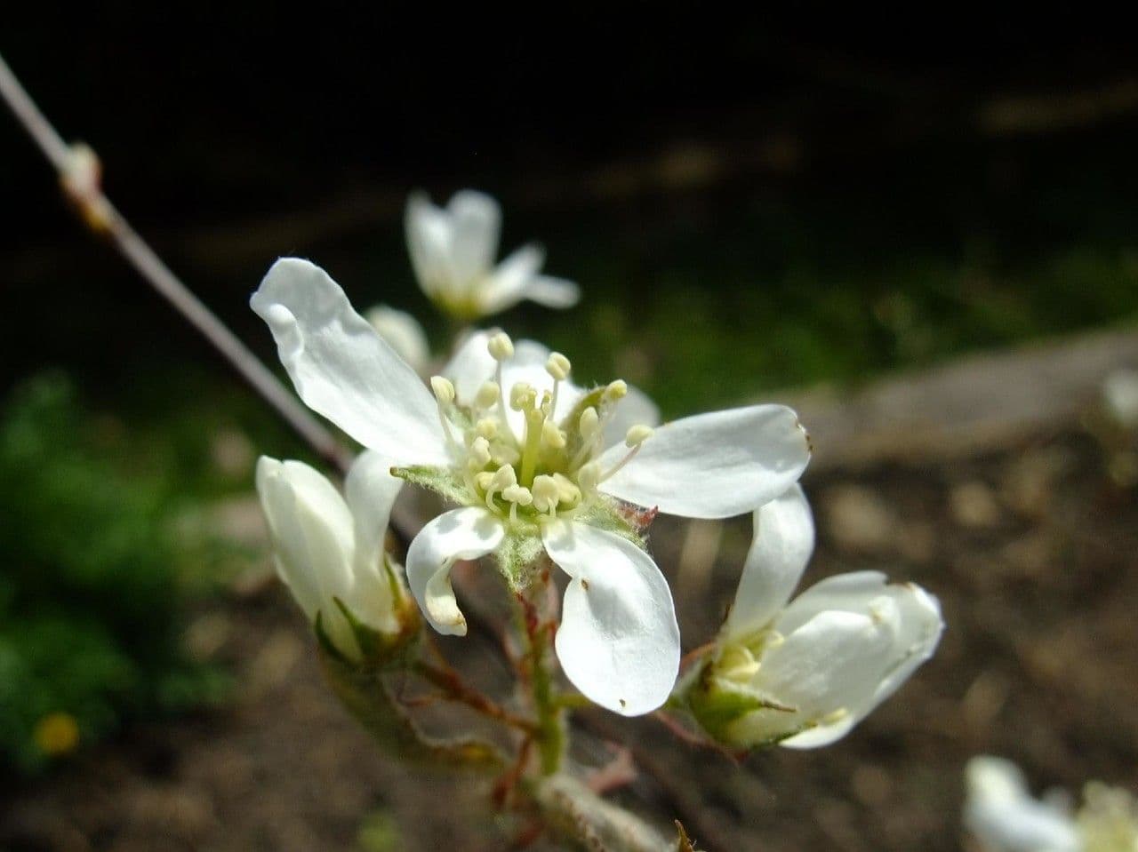 Weiße Blütenrispen der Schnee-Felsenbirne im Frühling