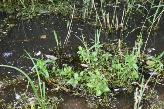 Wasser-Ehrenpreis mit rosa-violetten Blüten am Wasser